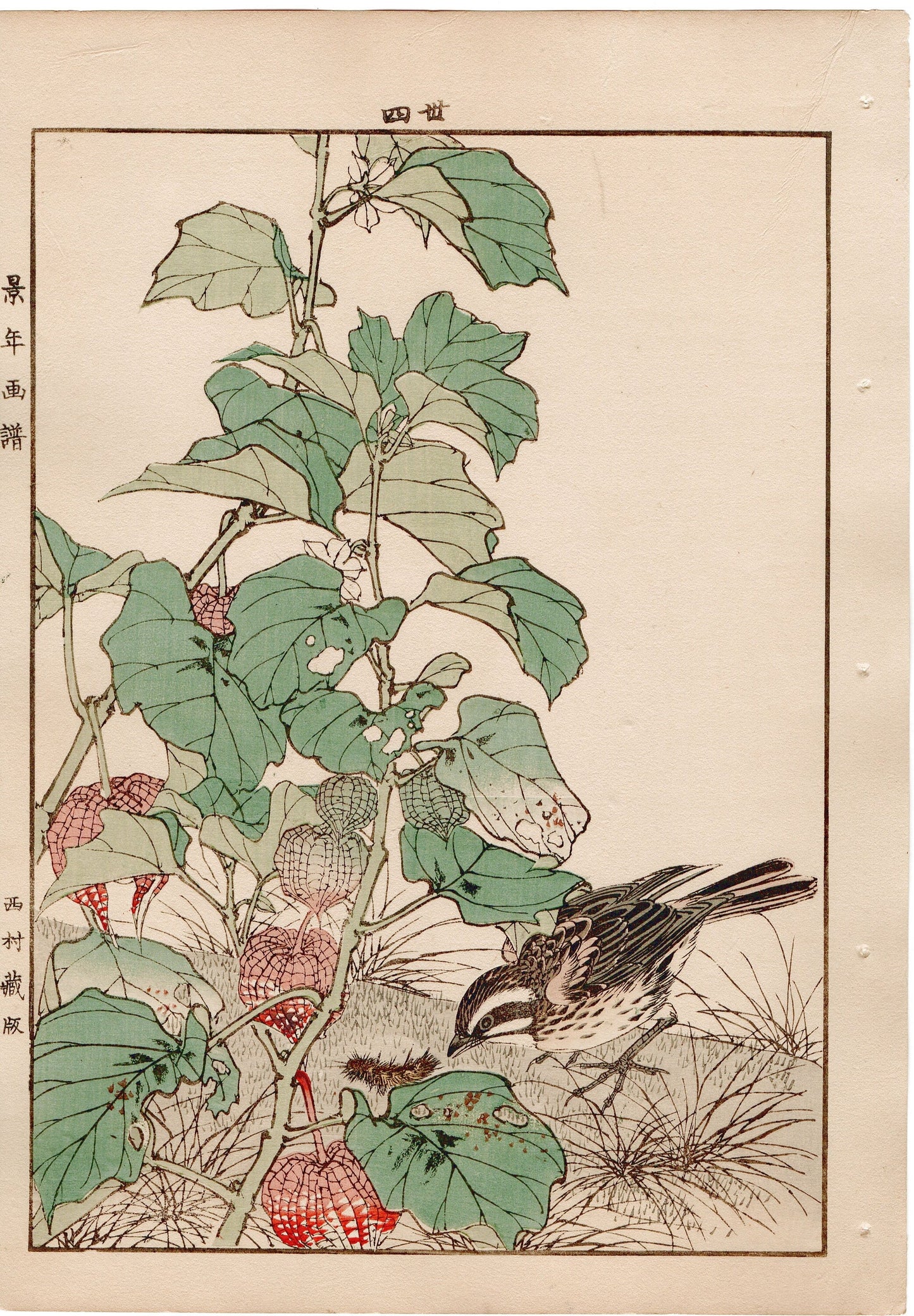 Japanese Antique Original Woodcut Print, 1892, Imao Keinen, "Chinese lantern plant, Meadow bunting"