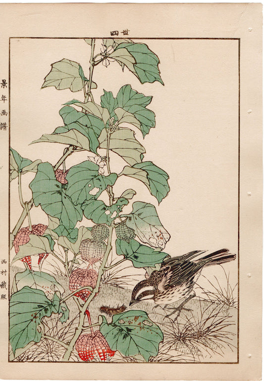 Japanese Antique Original Woodcut Print, 1892, Imao Keinen, "Chinese lantern plant, Meadow bunting"