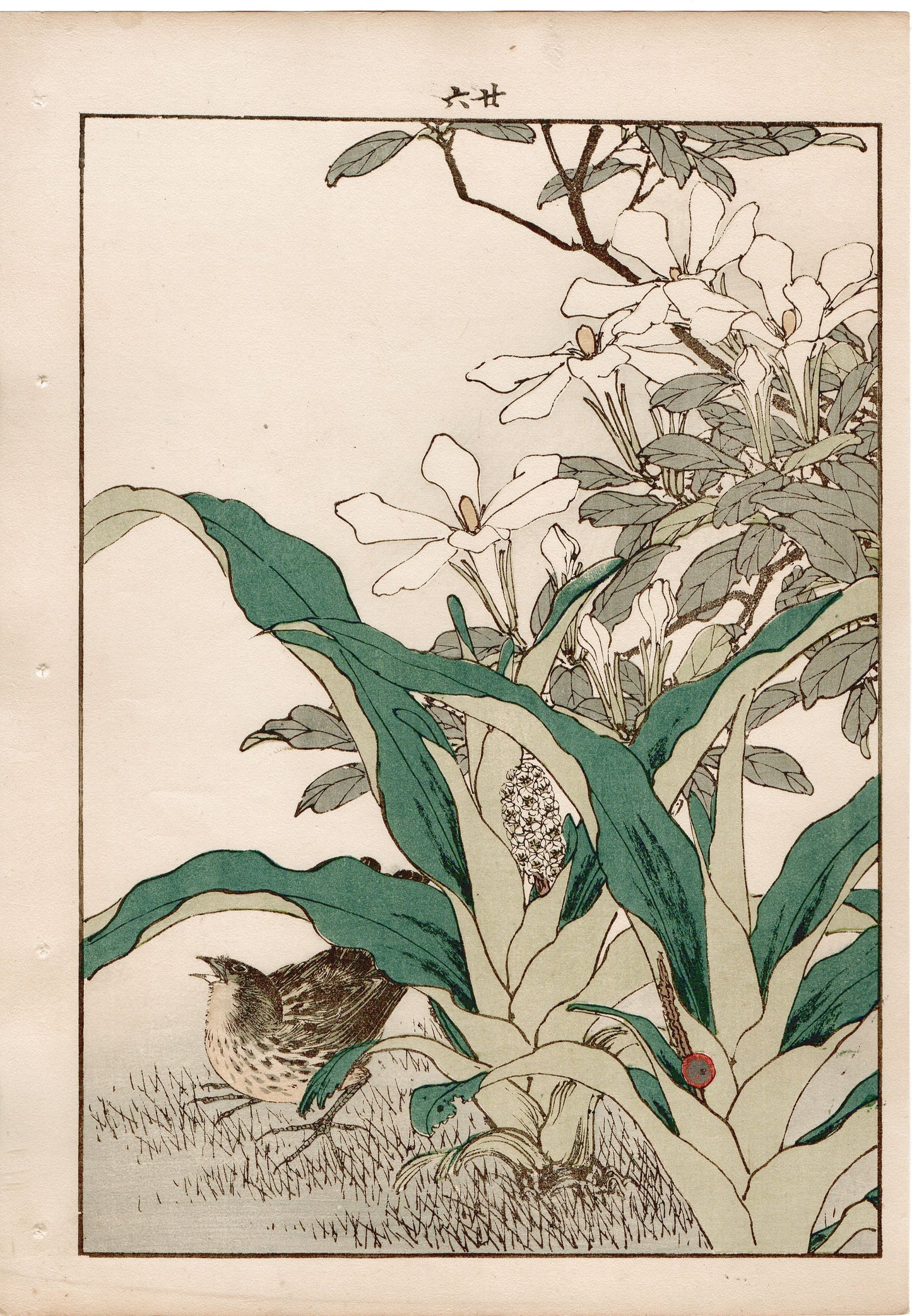 Japanese Antique Original Woodcut Print, 1892, Imao Keinen, "Common gardenia, Rohdea, Gray bunting"