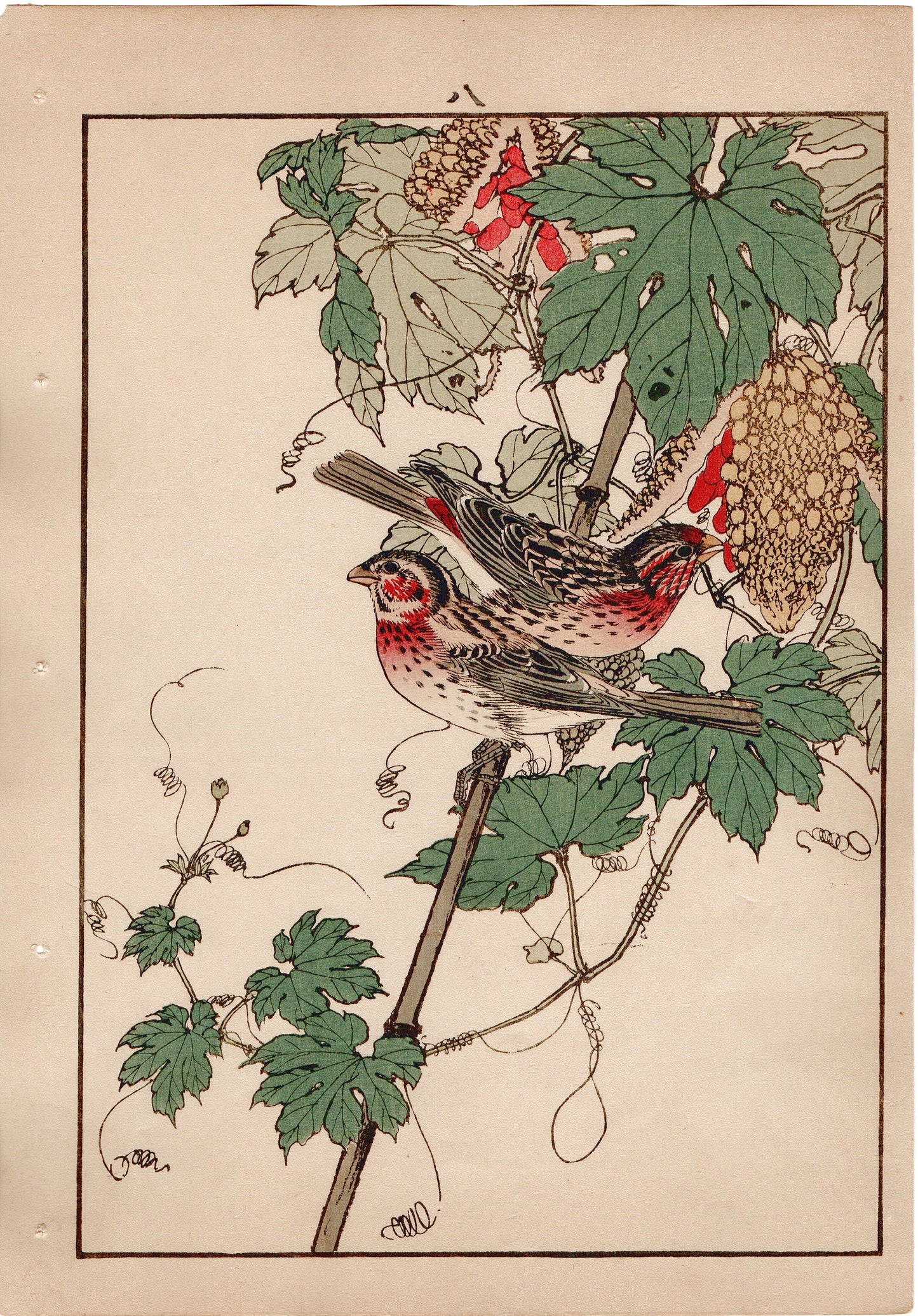 Japanese Antique Original Woodcut Print, 1892, Imao Keinen, "Bitter melon, Long-tailed Rosefinch"