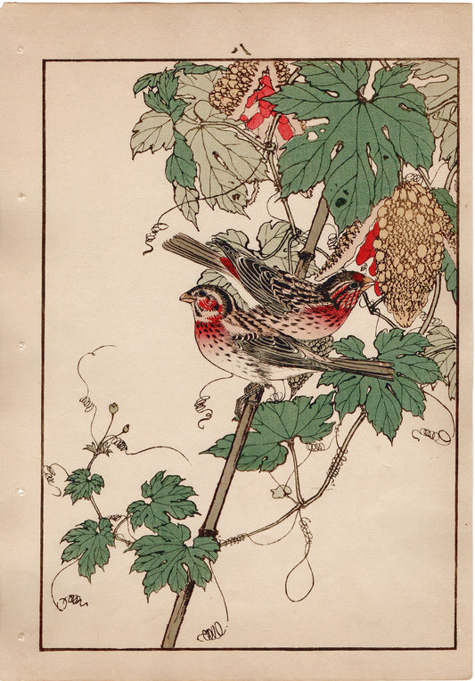 Japanese Antique Original Woodcut Print, 1892, Imao Keinen, "Bitter melon, Long-tailed Rosefinch"