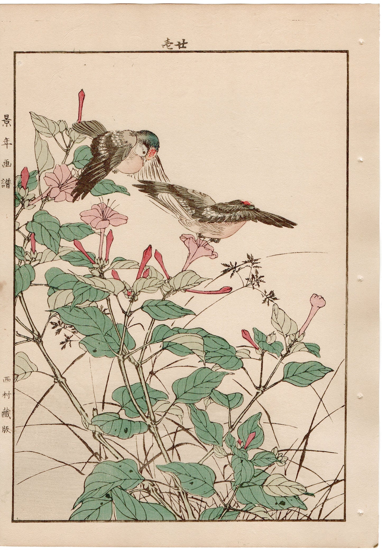 Japanese Antique Original Woodcut Print, 1892, Imao Keinen, "Marvel of peru, Goldcrest"