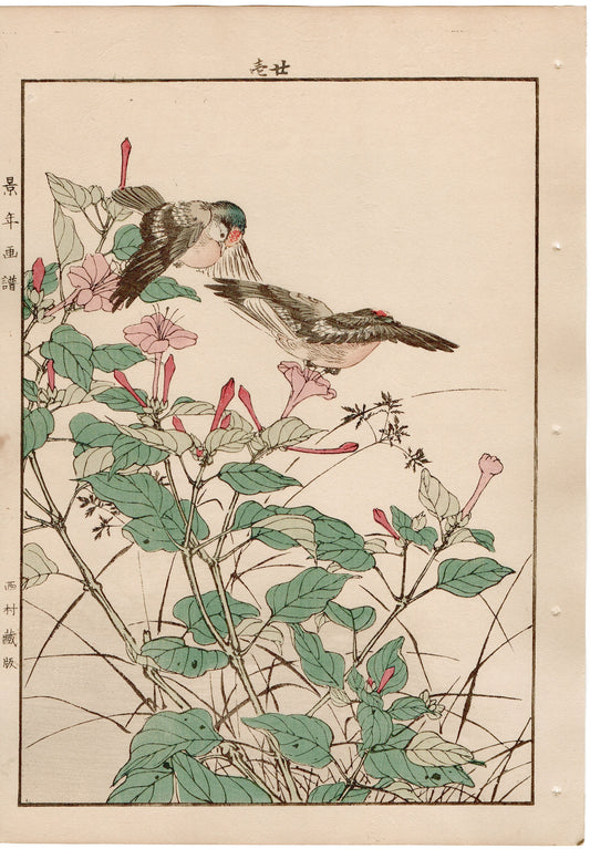 Japanese Antique Original Woodcut Print, 1892, Imao Keinen, "Marvel of peru, Goldcrest"