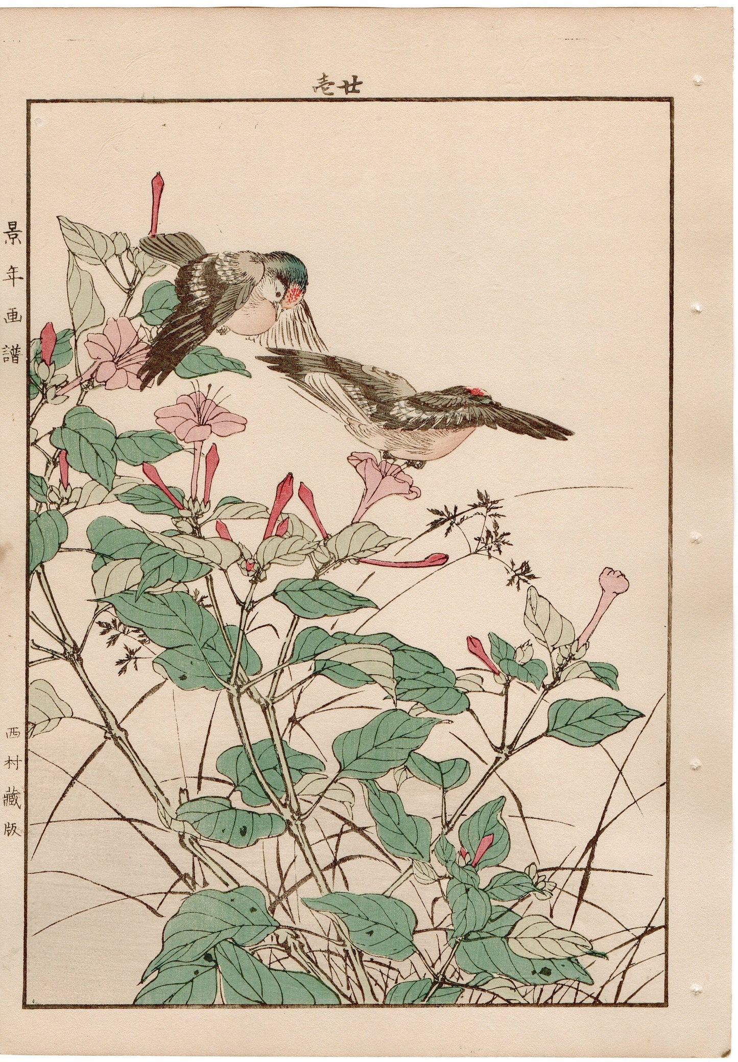 Japanese Antique Original Woodcut Print, 1892, Imao Keinen, "Marvel of peru, Goldcrest"