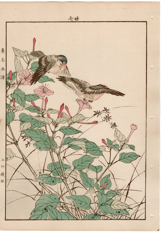 Japanese Antique Original Woodcut Print, 1892, Imao Keinen, "Marvel of peru, Goldcrest"