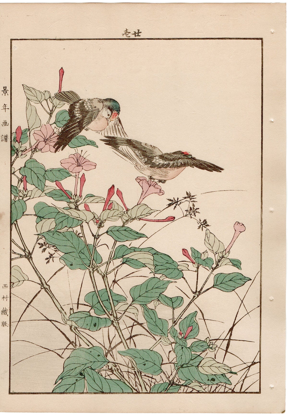 1892, Japanese Antique Original Woodblock Print, Imao Keinen, "Marvel of peru, Goldcrest"