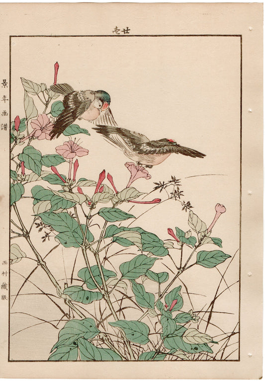 1892, Japanese Antique Original Woodblock Print, Imao Keinen, "Marvel of peru, Goldcrest"