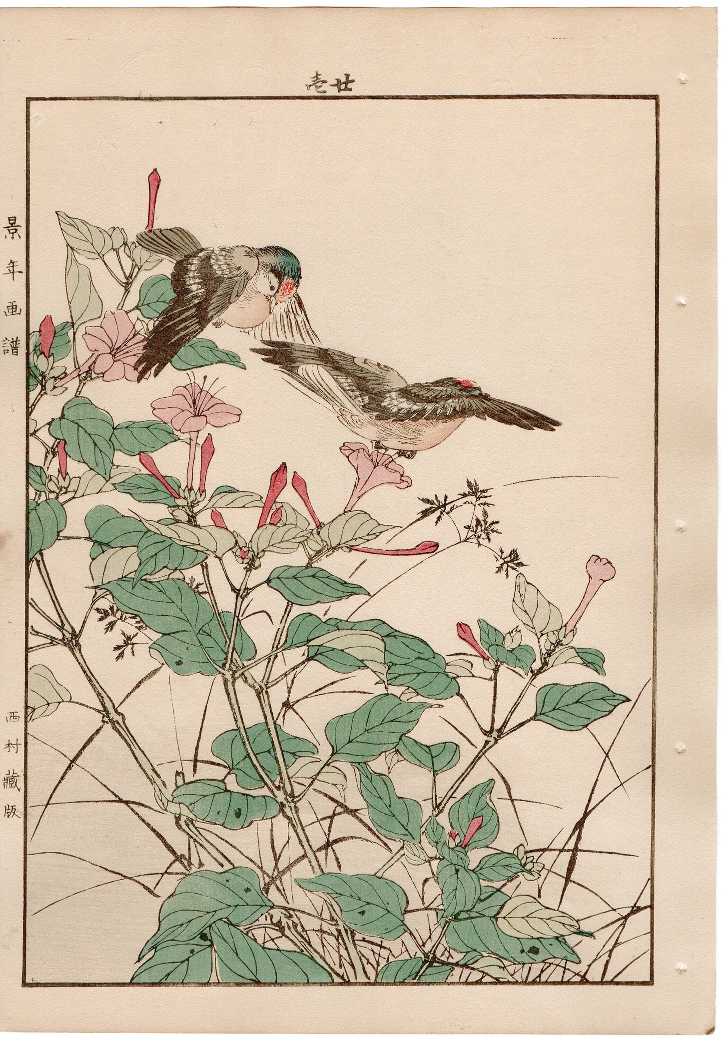 1892, Japanese Antique Original Woodblock Print, Imao Keinen, "Marvel of peru, Goldcrest"