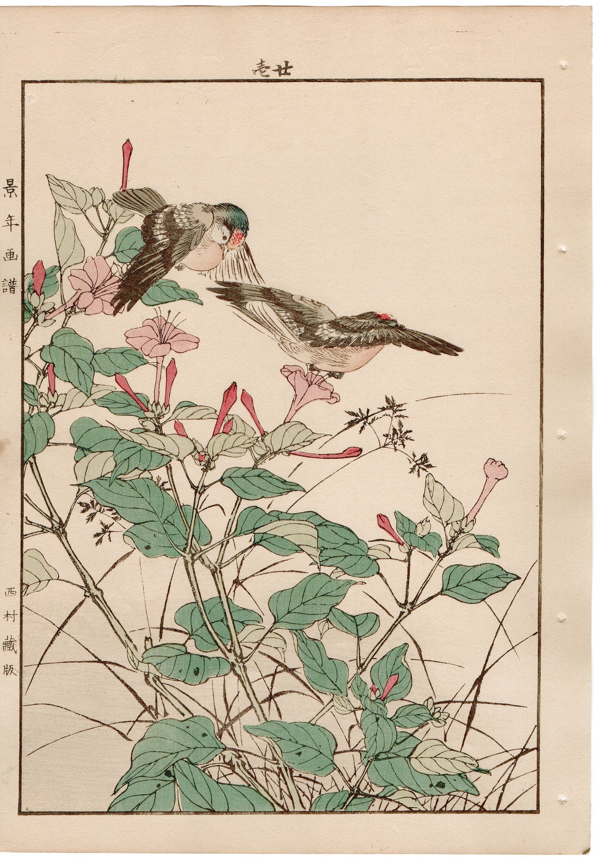1892, Japanese Antique Original Woodblock Print, Imao Keinen, "Marvel of peru, Goldcrest"