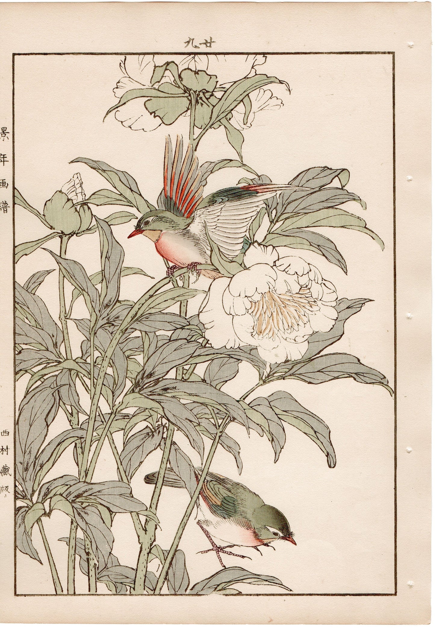 Japanese Antique Original Woodcut Print, 1892, Imao Keinen, "Chinese peony, Red-billed leiothrix"