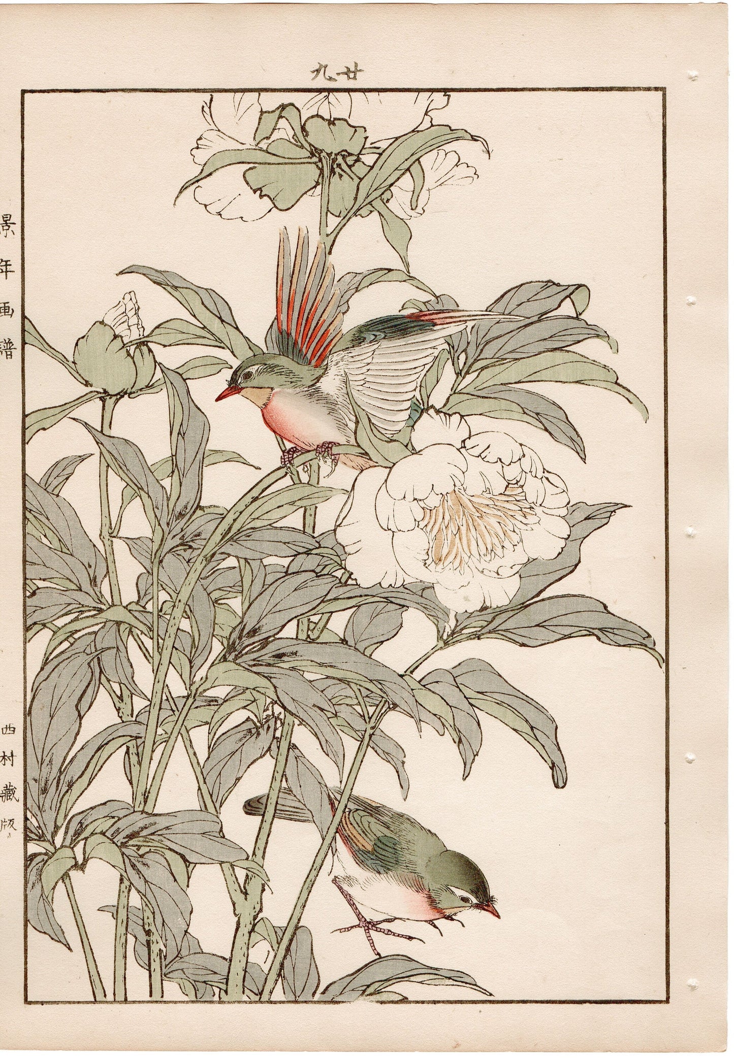 Japanese Antique Original Woodcut Print, 1892, Imao Keinen, "Chinese peony, Red-billed leiothrix"