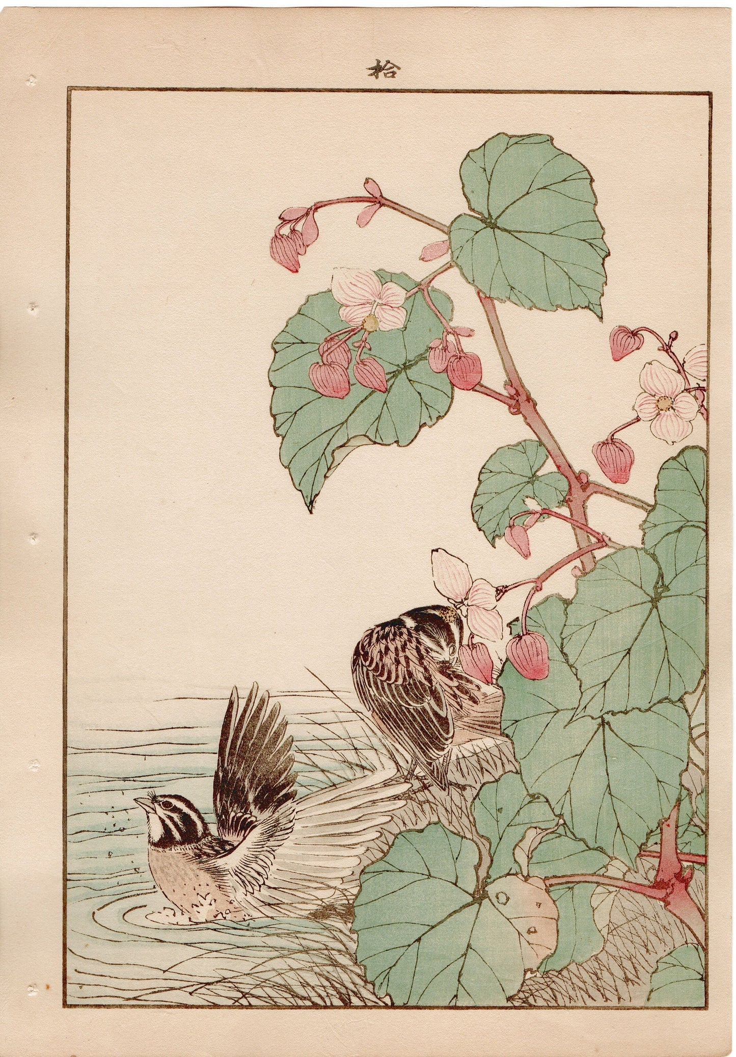 Japanese Antique Original Woodcut Print, 1892, Imao Keinen, "Hardy begonia, Japanese reed bunting"