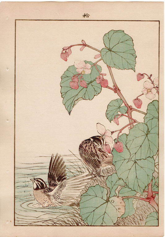 Japanese Antique Original Woodcut Print, 1892, Imao Keinen, "Hardy begonia, Japanese reed bunting"