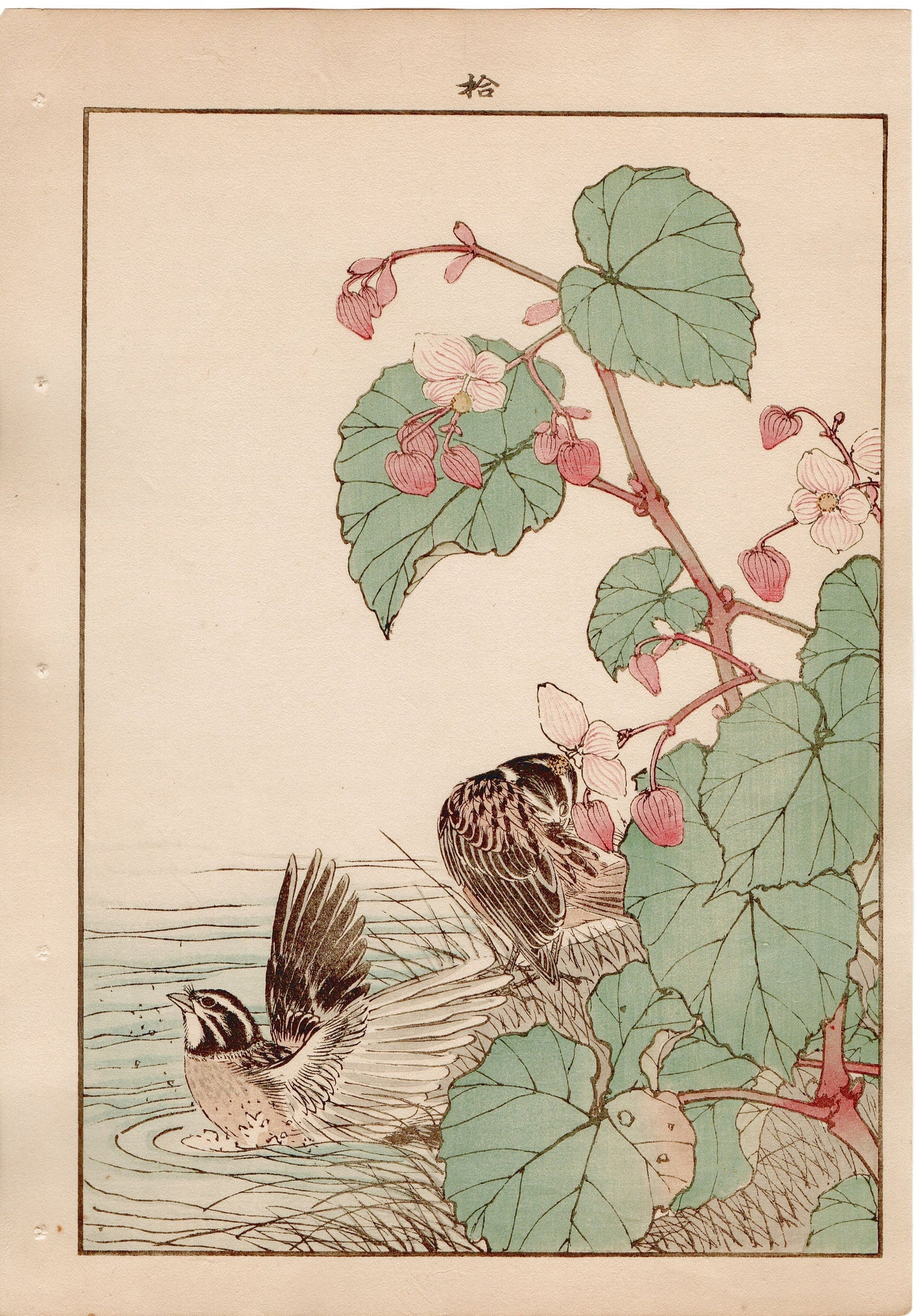 Japanese Antique Original Woodcut Print, 1892, Imao Keinen, "Hardy begonia, Japanese reed bunting"