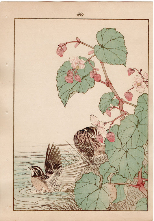 Japanese Antique Original Woodcut Print, 1892, Imao Keinen, "Hardy begonia, Japanese reed bunting"
