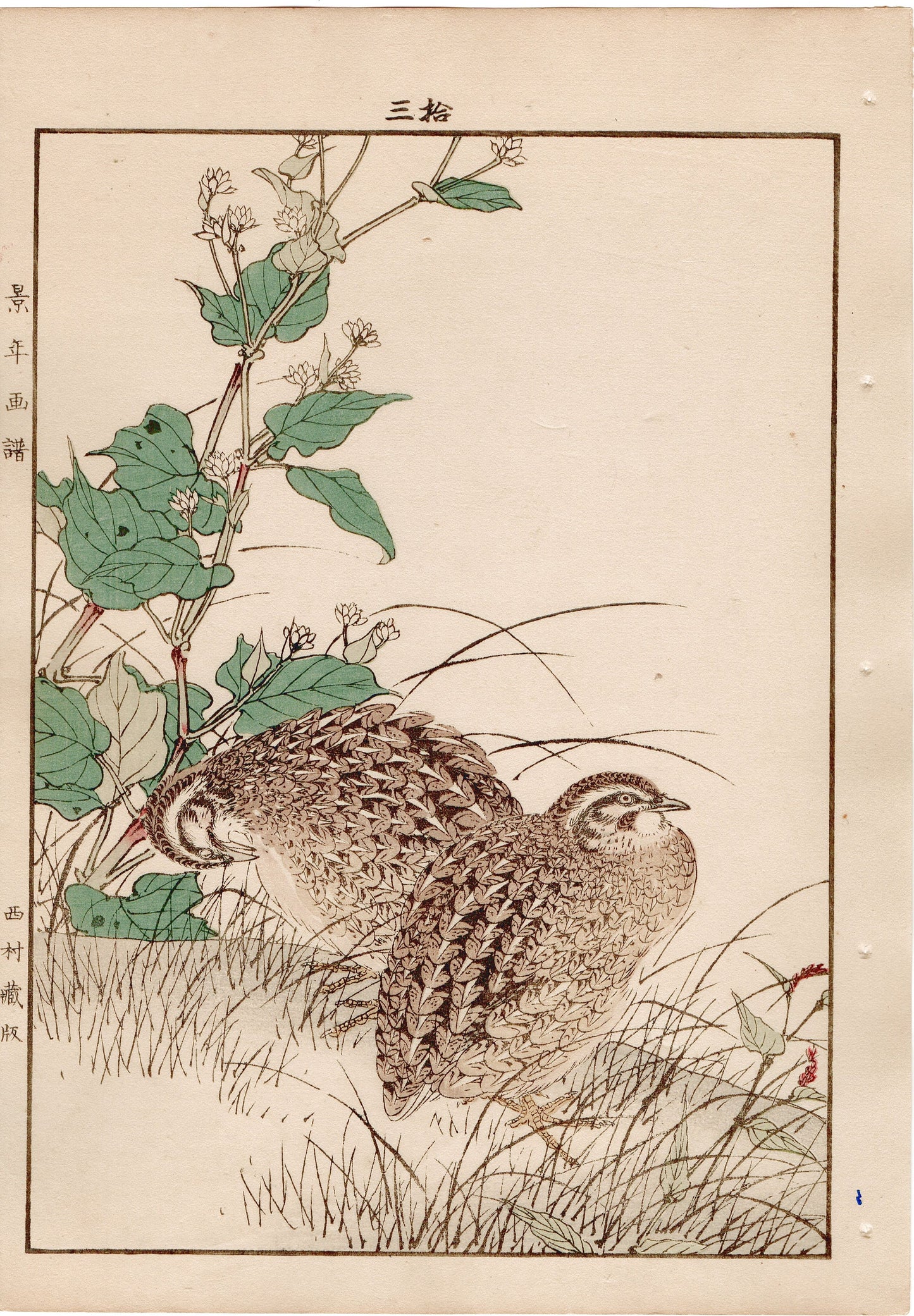 Japanese Antique Original Woodcut Print, 1892, Imao Keinen, "Buckwheat flower, Quail"