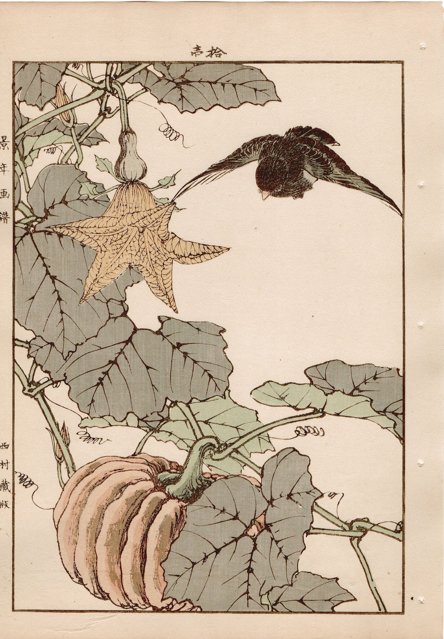 Japanese Antique Original Woodcut Print, 1892, Imao Keinen, "Pumpkin, Blackbird"
