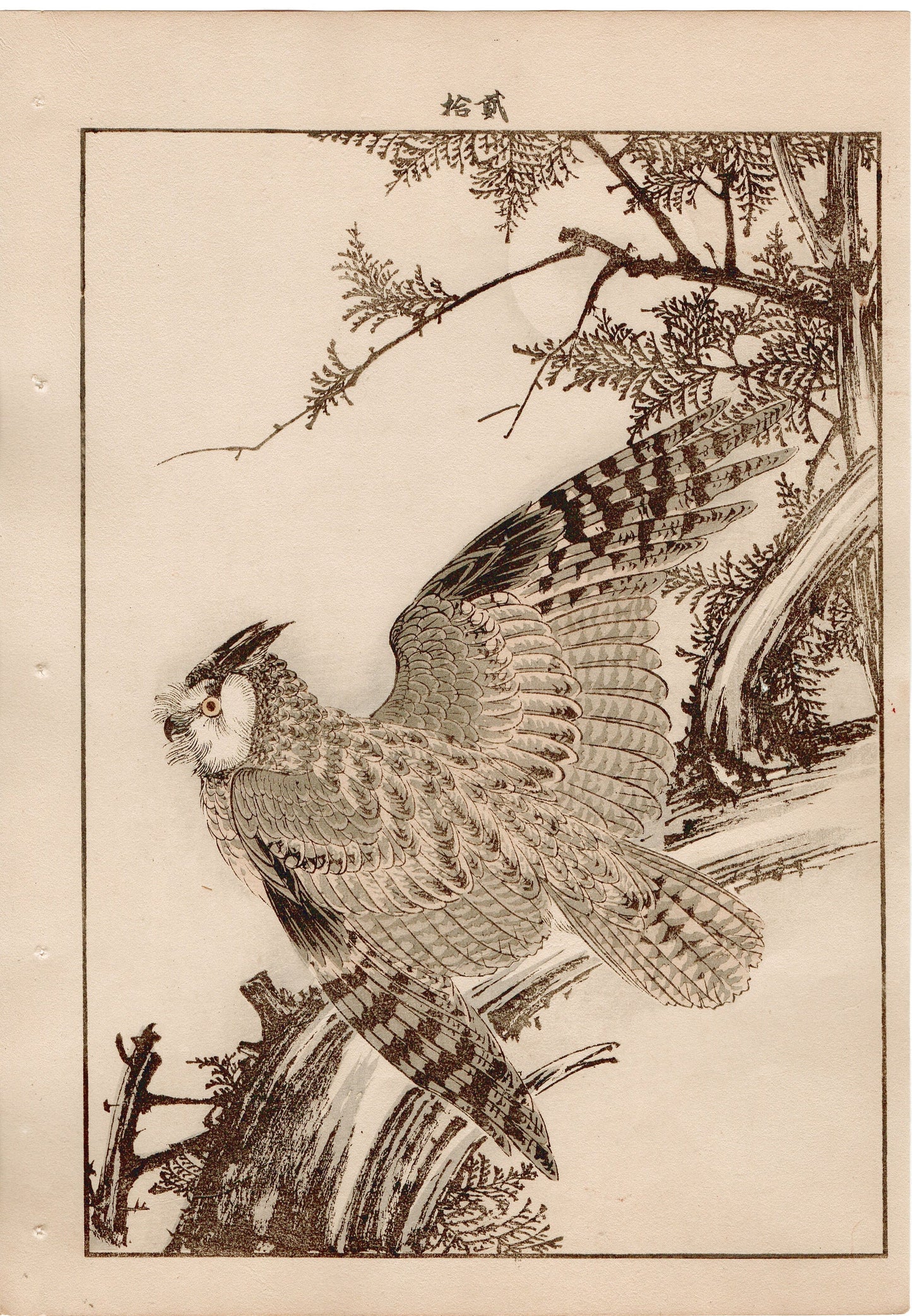 Japanese Antique Original Woodcut Print, 1892, Imao Keinen, "Hinoki cypress, Horned owl"