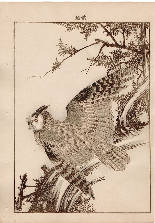 Japanese Antique Original Woodcut Print, 1892, Imao Keinen, "Hinoki cypress, Horned owl"