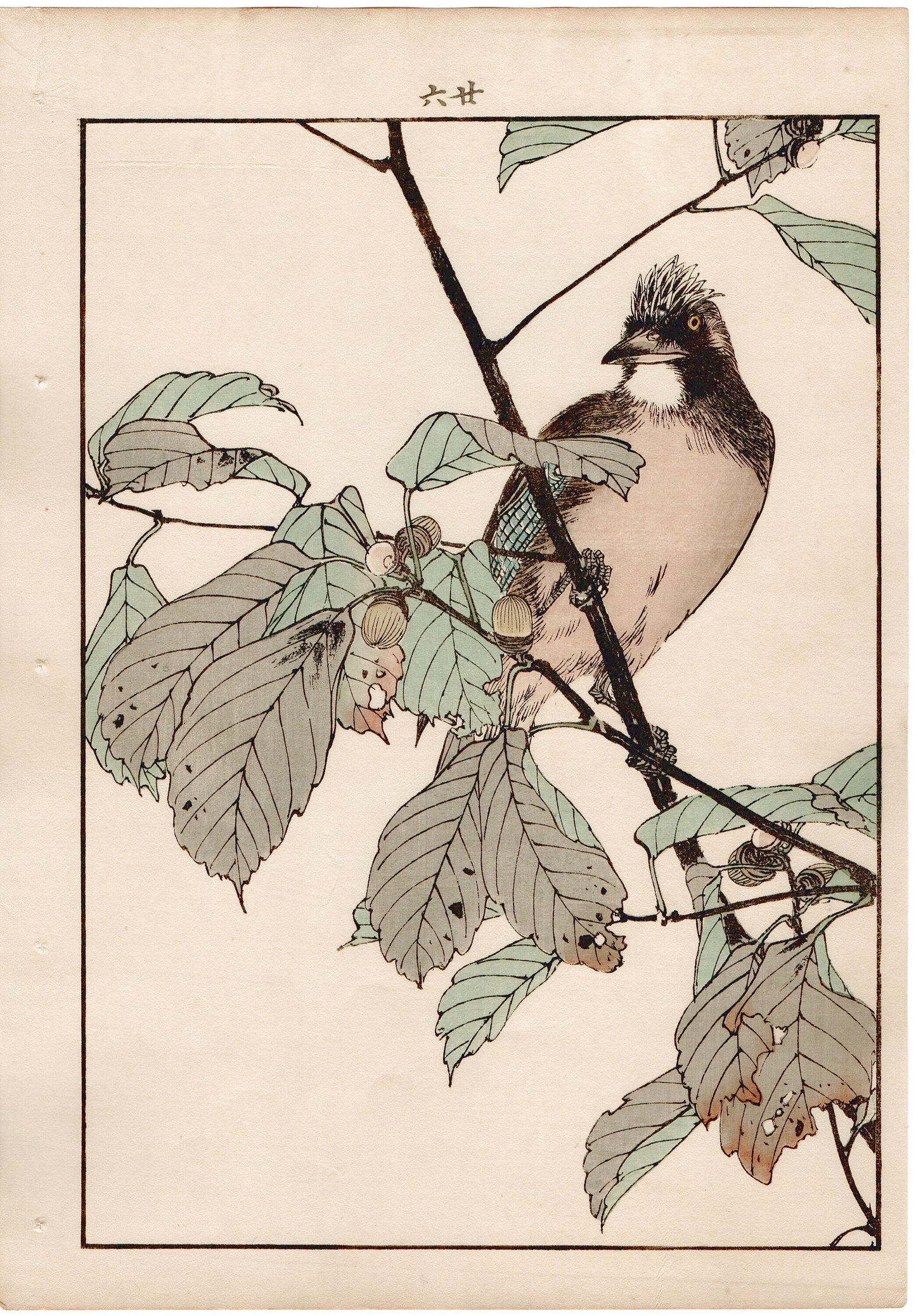 Japanese Antique Original Woodcut Print, 1892, Imao Keinen, "Oak tree, Eurasian jay"