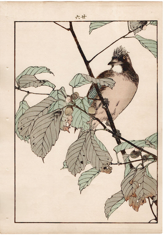 Japanese Antique Original Woodcut Print, 1892, Imao Keinen, "Oak tree, Eurasian jay"