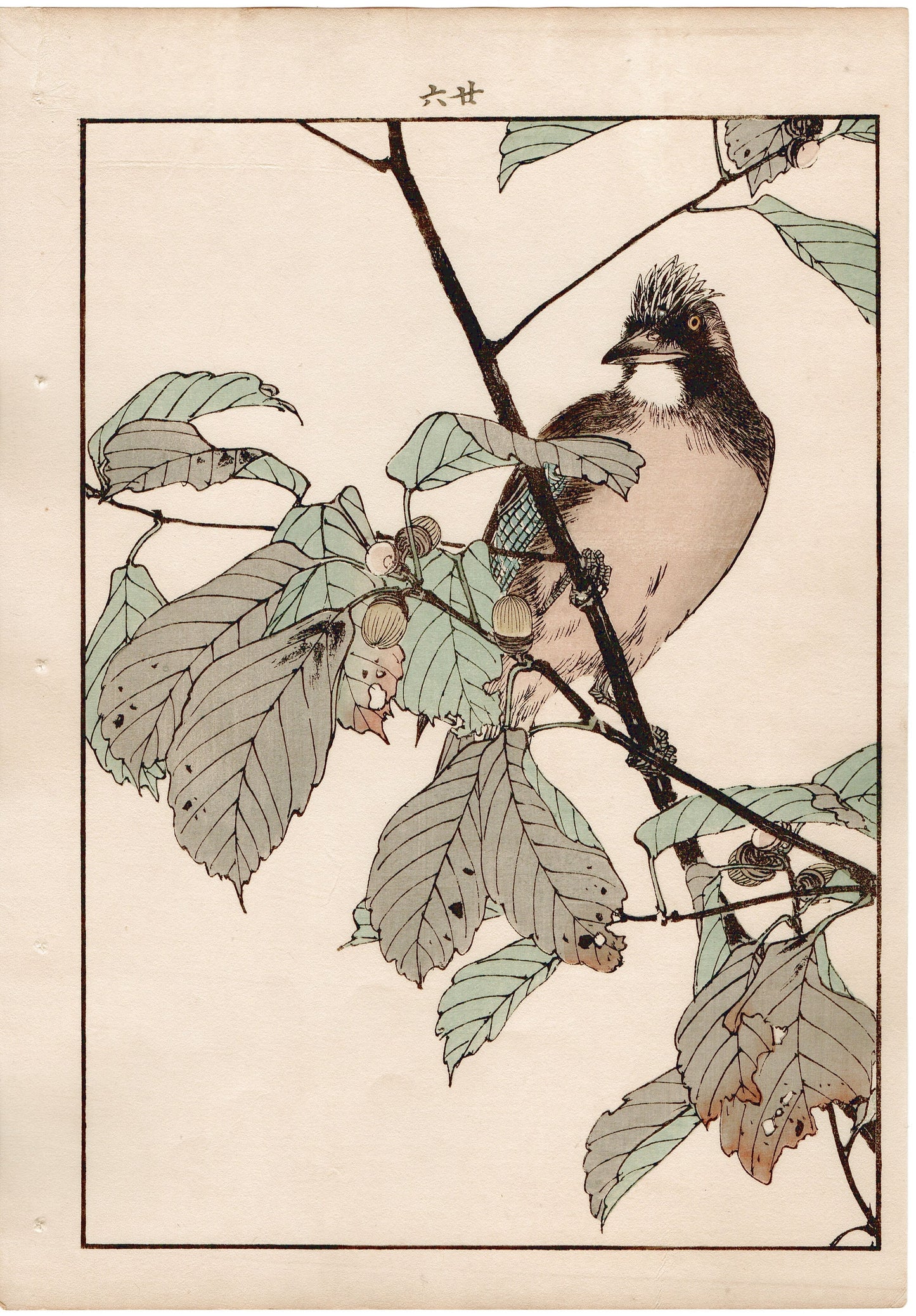 Japanese Antique Original Woodcut Print, 1892, Imao Keinen, "Oak tree, Eurasian jay"