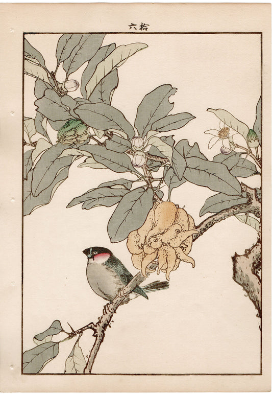 Japanese Antique Original Woodcut Print, 1892, Imao Keinen, "Buddha's hand, Eurasian bullfinch"