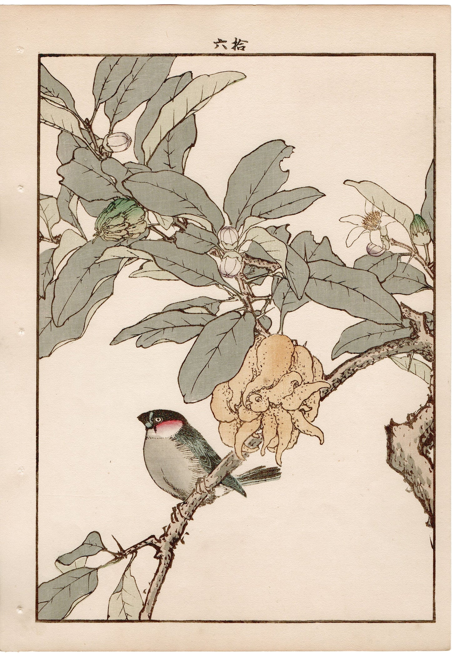 Japanese Antique Original Woodcut Print, 1892, Imao Keinen, "Buddha's hand, Eurasian bullfinch"