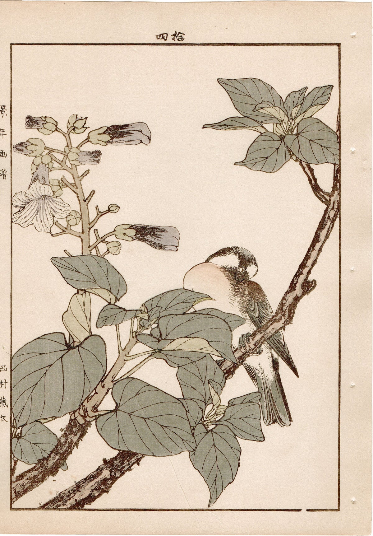 1892, Japanese Antique Original Woodblock Print, Imao Keinen, "Empress tree, Chinese bulbul"