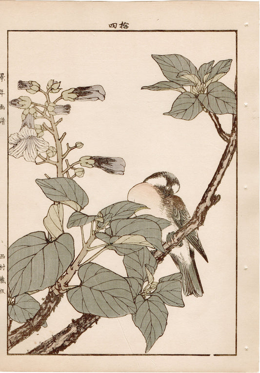 1892, Japanese Antique Original Woodblock Print, Imao Keinen, "Empress tree, Chinese bulbul"