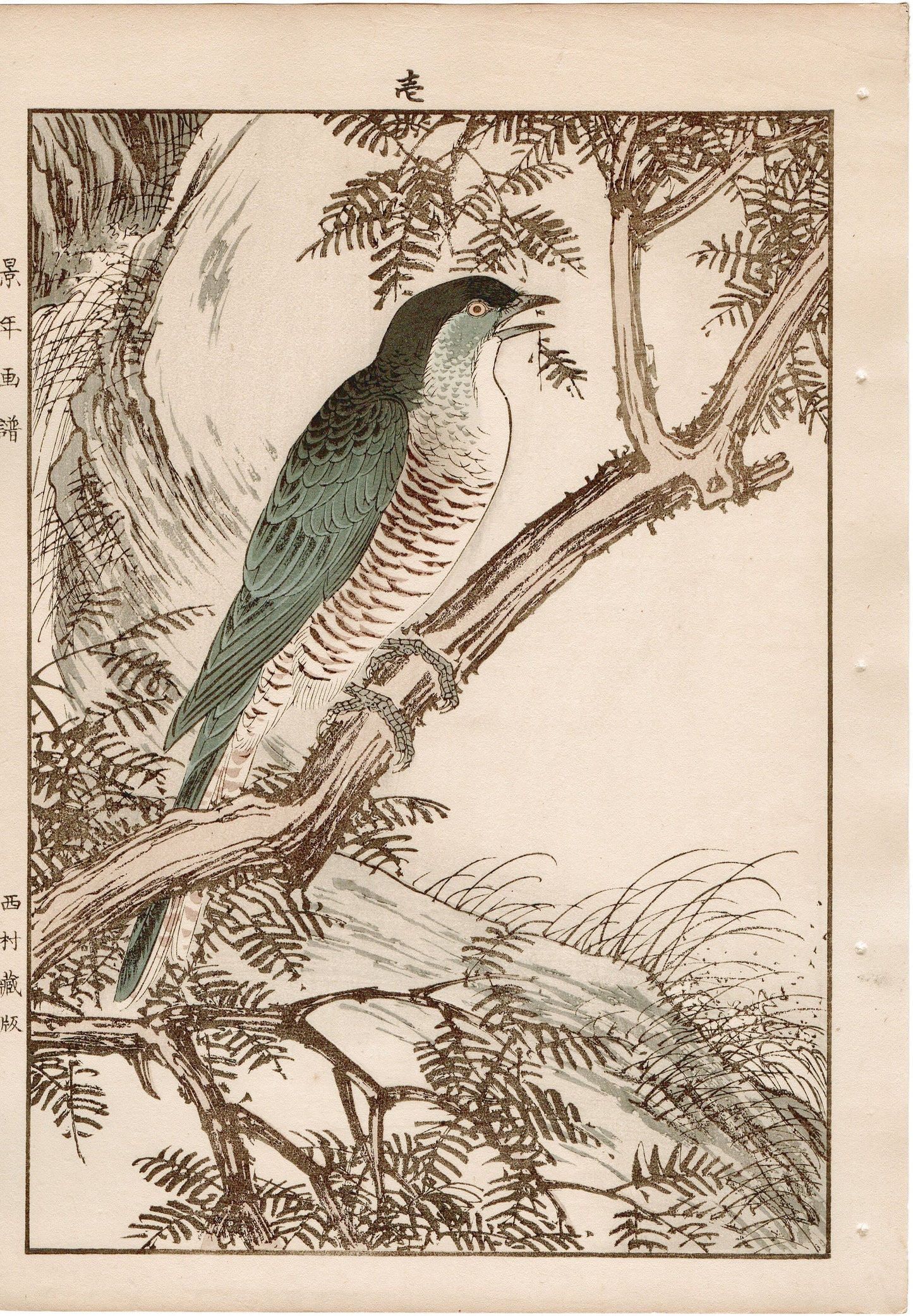 Japanese Antique Original Woodcut Print, 1892, Imao Keinen, " Fir, Common cuckoo "