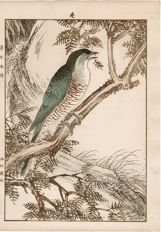 Japanese Antique Original Woodcut Print, 1892, Imao Keinen, " Fir, Common cuckoo "