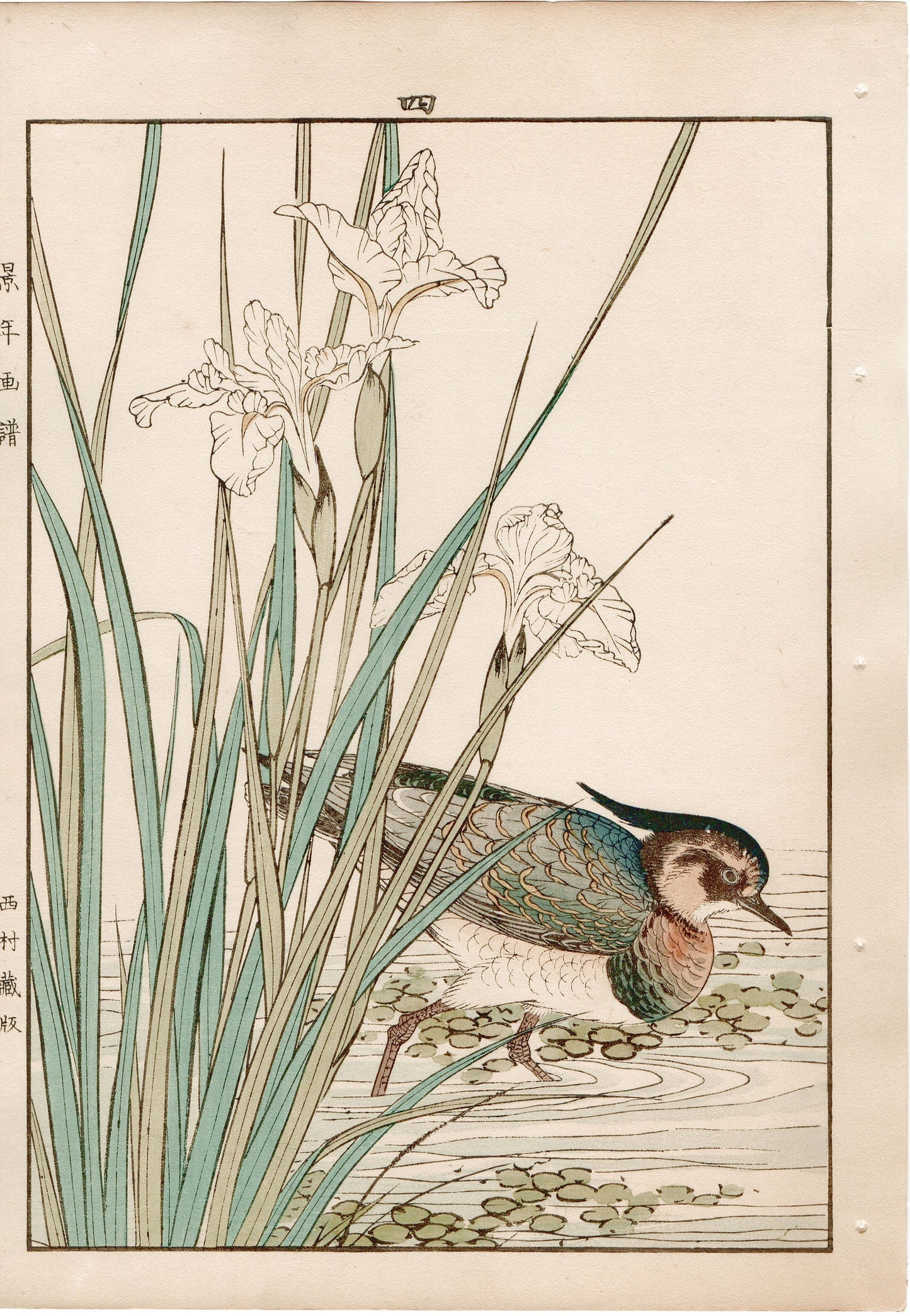 Japanese Antique Original Woodcut Print, 1892, Imao Keinen, "Iris, Northern lapwing"