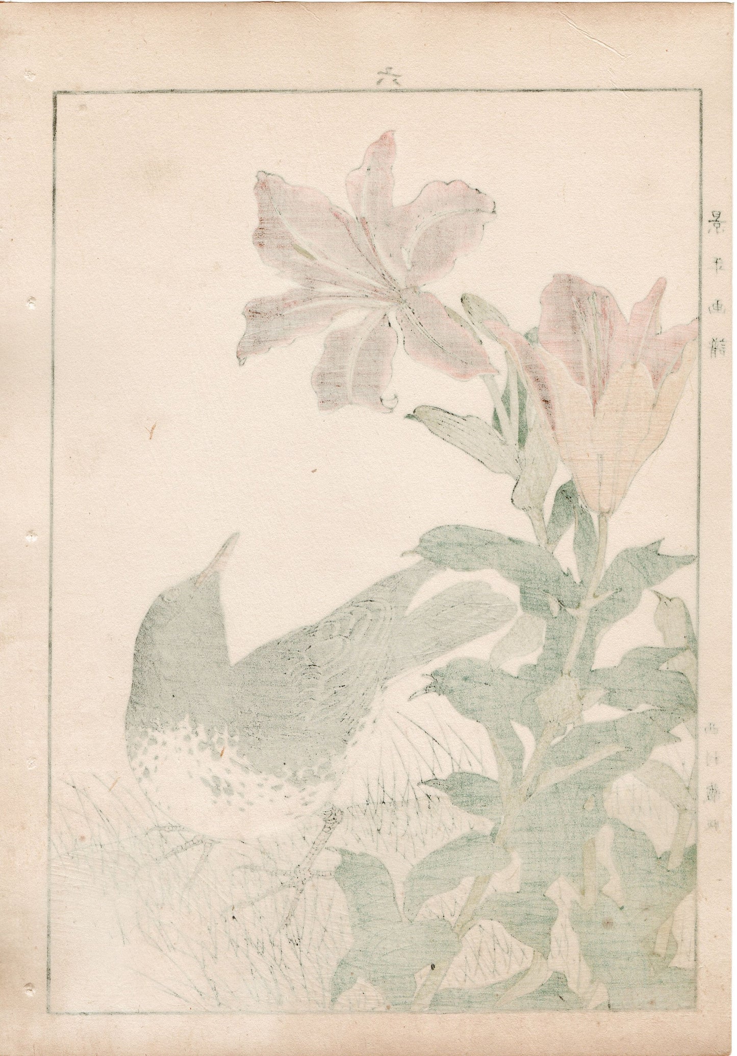 1892, Japanese Antique Original Woodblock Print,  Imao Keinen, "Star lily, Japanese Thrush"