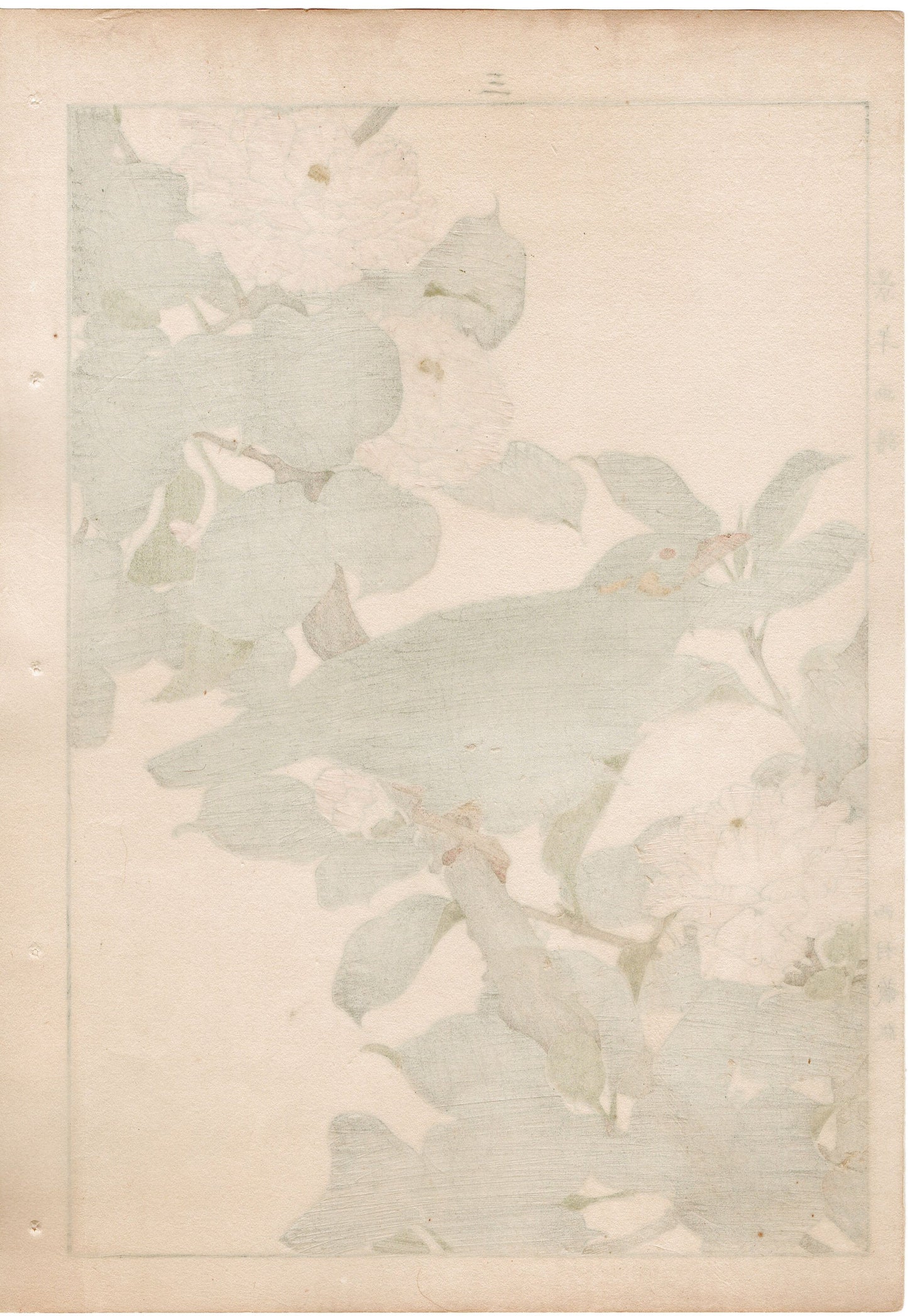 1892, Japanese Antique Original Woodblock Print, Imao Keinen, " Camellia (Yae Tsubaki), Hill myna (Kyukancho) "