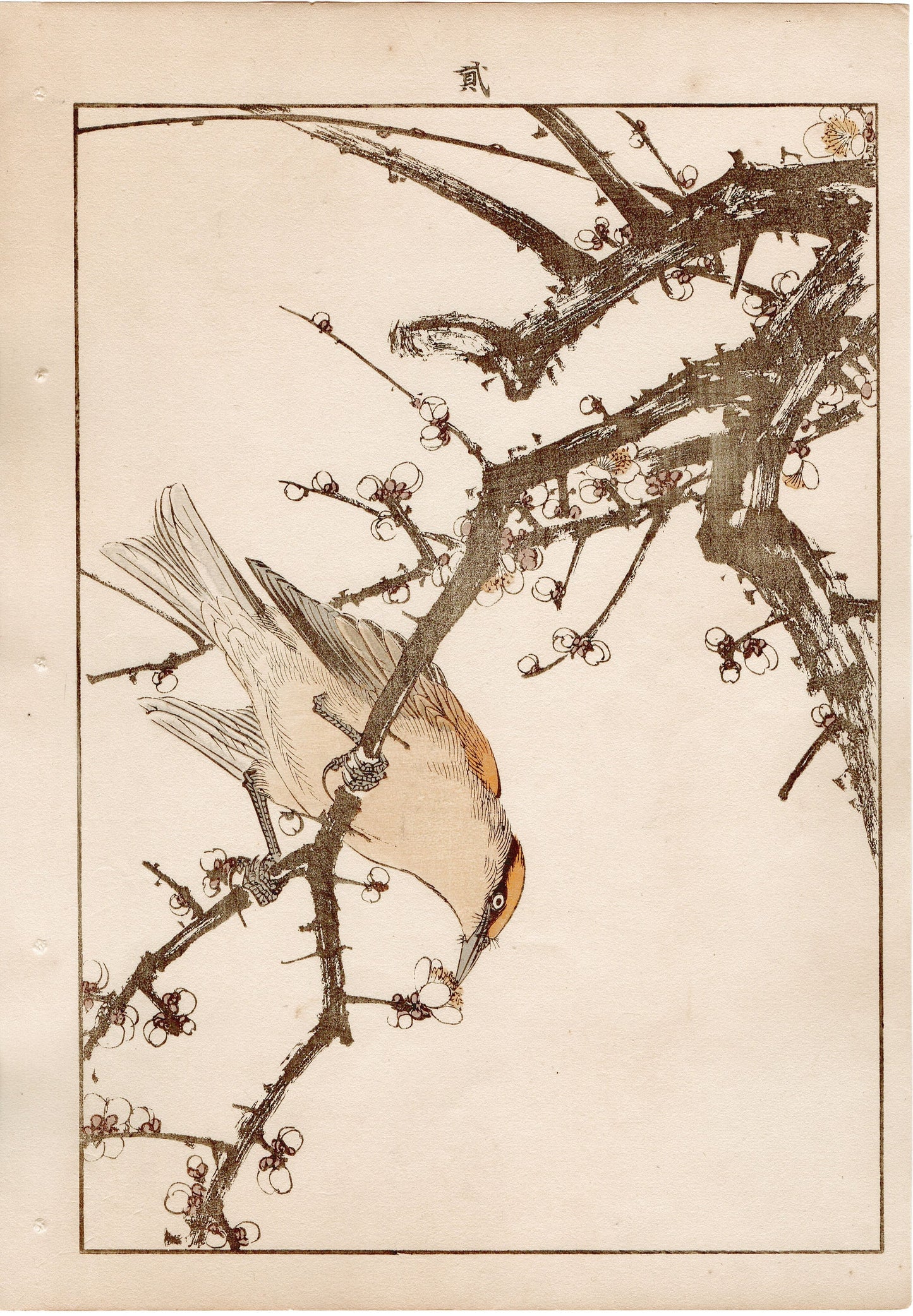 Japanese Antique Original Woodcut Print, 1892, Imao Keinen, "White plum, Japanese bush warbler"