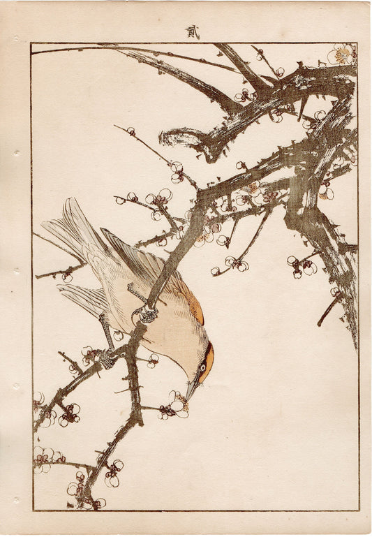 Japanese Antique Original Woodcut Print, 1892, Imao Keinen, "White plum, Japanese bush warbler"