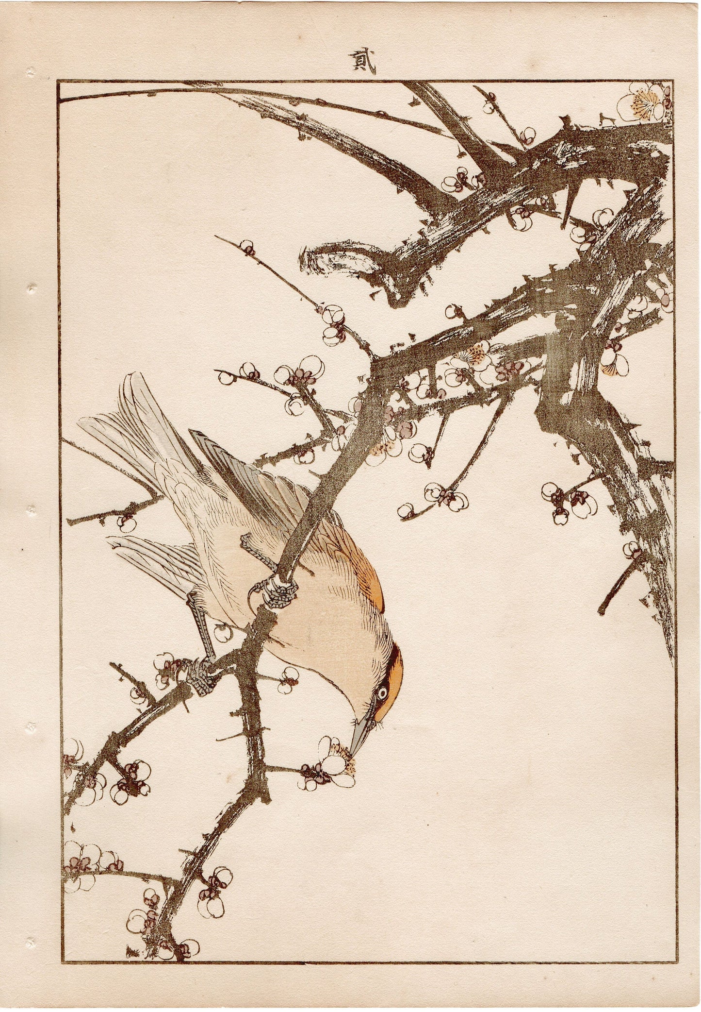 1892, Japanese Antique Original Woodblock Print, , Imao Keinen, "White plum, Japanese bush warbler"
