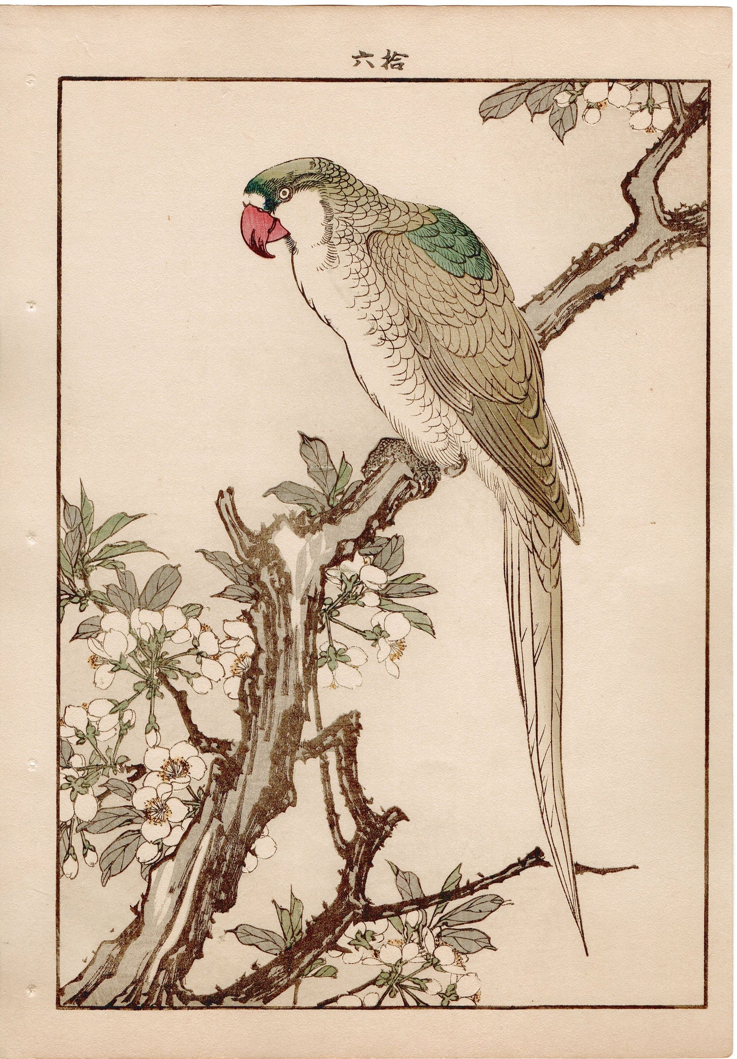 Japanese Antique Original Woodcut Print, 1892, Imao Keinen, " Japanese plum (Sumomo-no-Hana), Red-breasted Parakeet (Darumainko) "