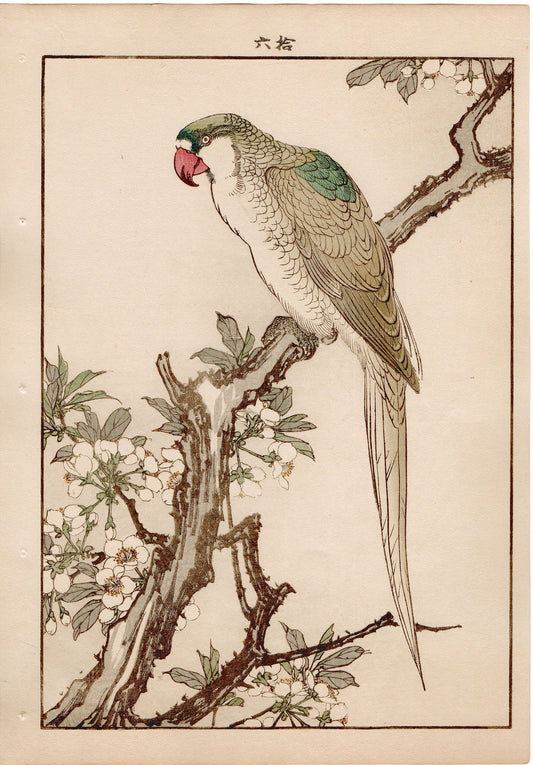 Japanese Antique Original Woodcut Print, 1892, Imao Keinen, " Japanese plum (Sumomo-no-Hana), Red-breasted Parakeet (Darumainko) "