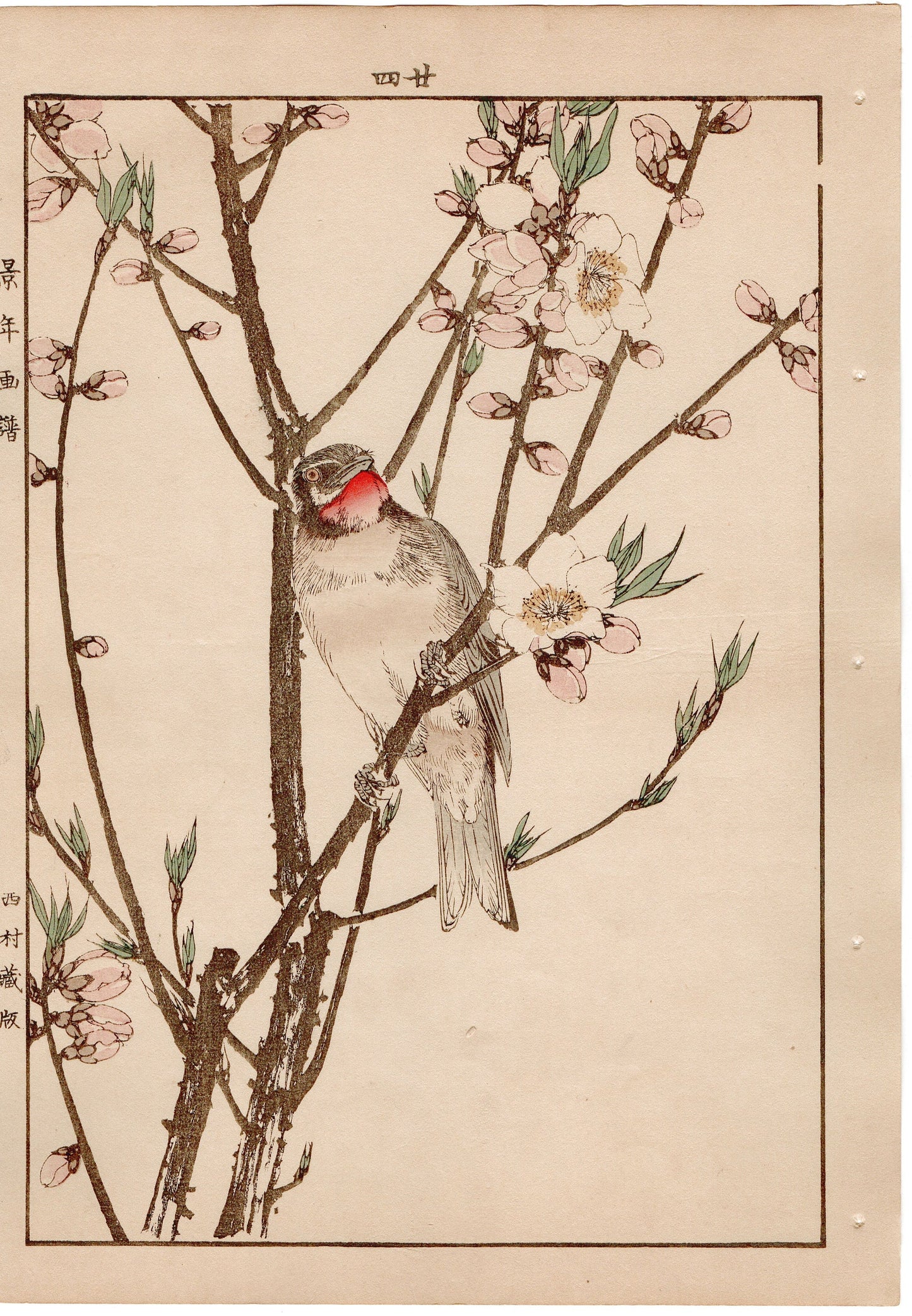 Japanese Antique Original Woodcut Print, 1892, Imao Keinen, " Peach blossom (Momonohana), Siberian Rubythroat (Nogoma) "