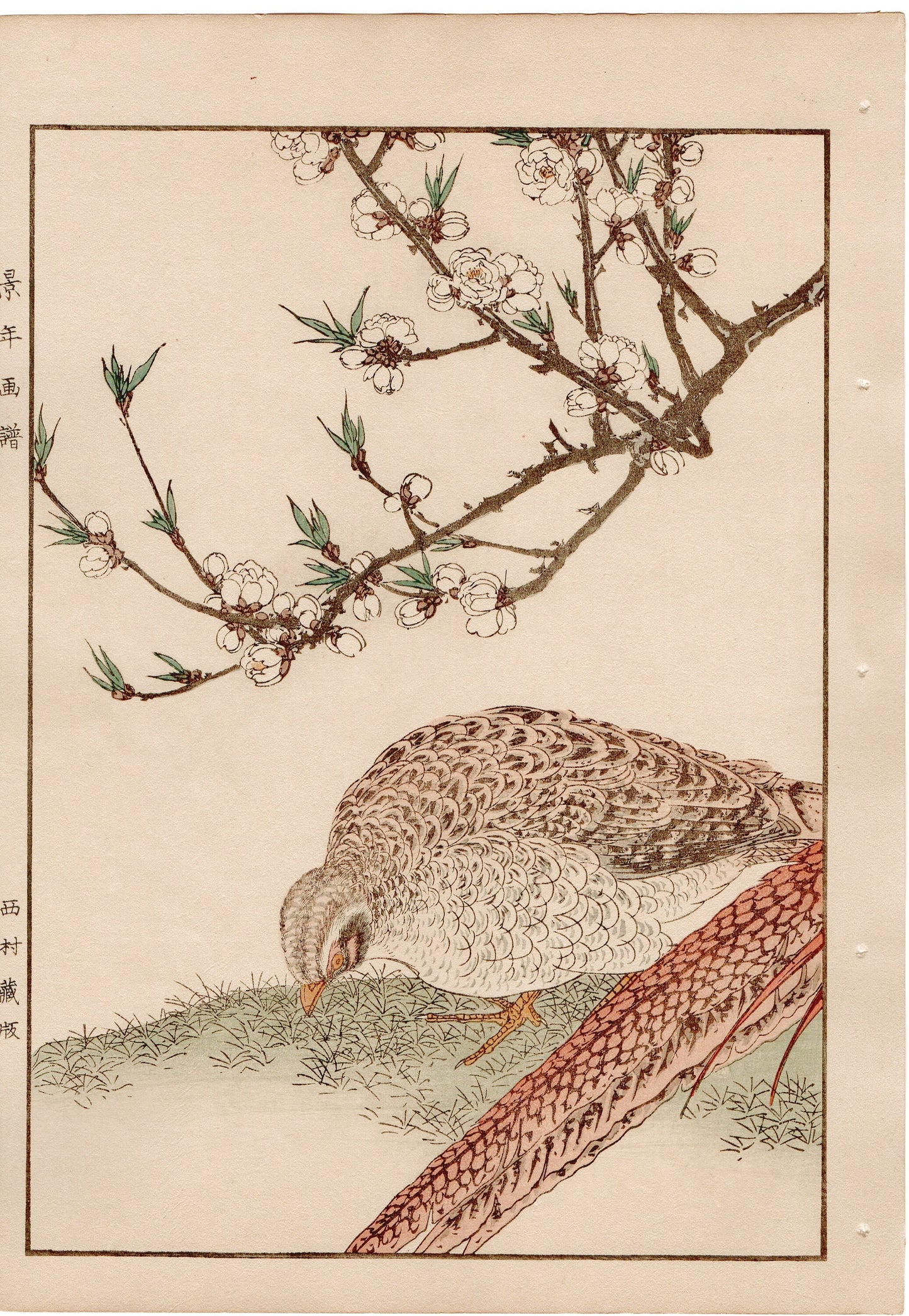 Japanese Antique Original Woodcut Print, 1892, Imao Keinen, " Yaemomo, Golden Pheasant (Kinkei) "
