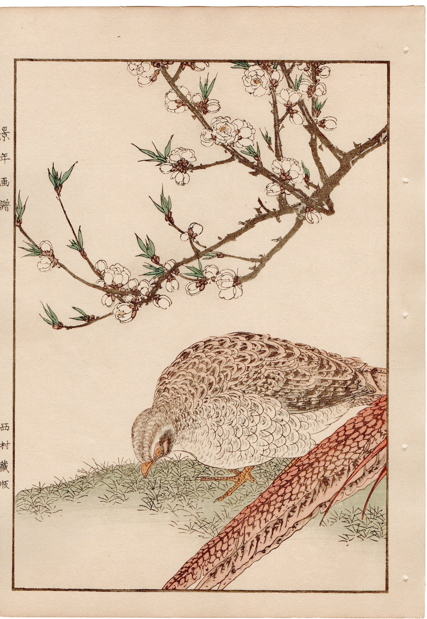 Japanese Antique Original Woodcut Print, 1892, Imao Keinen, " Yaemomo, Golden Pheasant (Kinkei) "