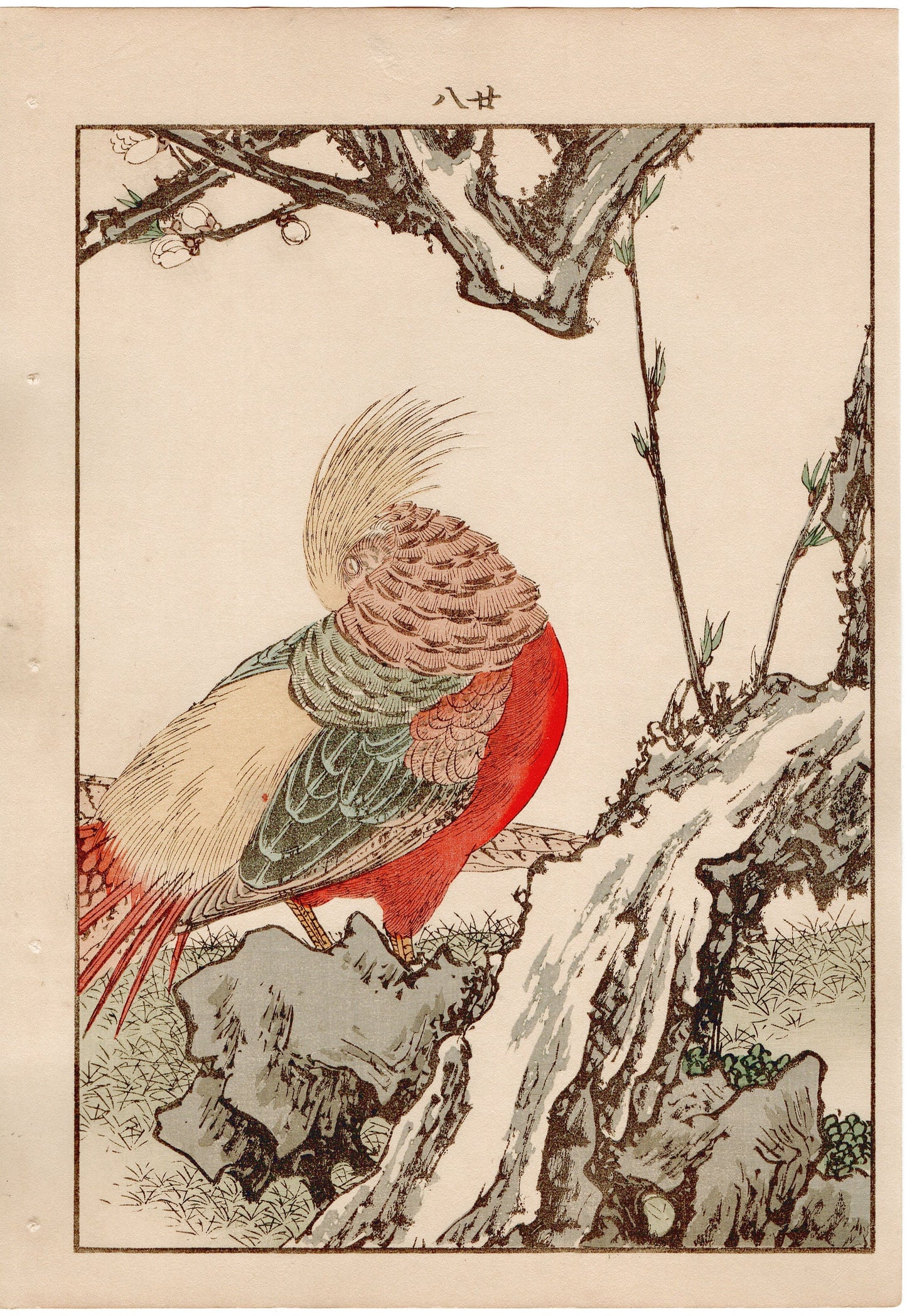Japanese Antique Original Woodcut Print, 1892, Imao Keinen, " Yaemomo, Golden Pheasant (Kinkei) "