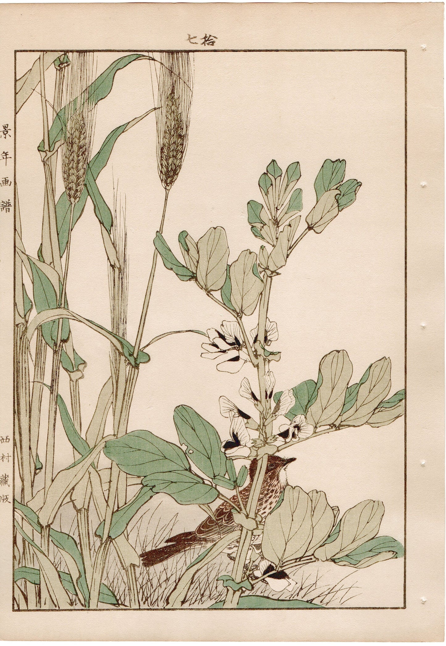 Japanese Antique Original Woodcut Print, 1892, Imao Keinen, " Hordeum vulgare (Ōmugi), Broad bean (Soramame), Lark (Hibari) "