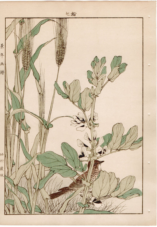 Japanese Antique Original Woodcut Print, 1892, Imao Keinen, " Hordeum vulgare (Ōmugi), Broad bean (Soramame), Lark (Hibari) "