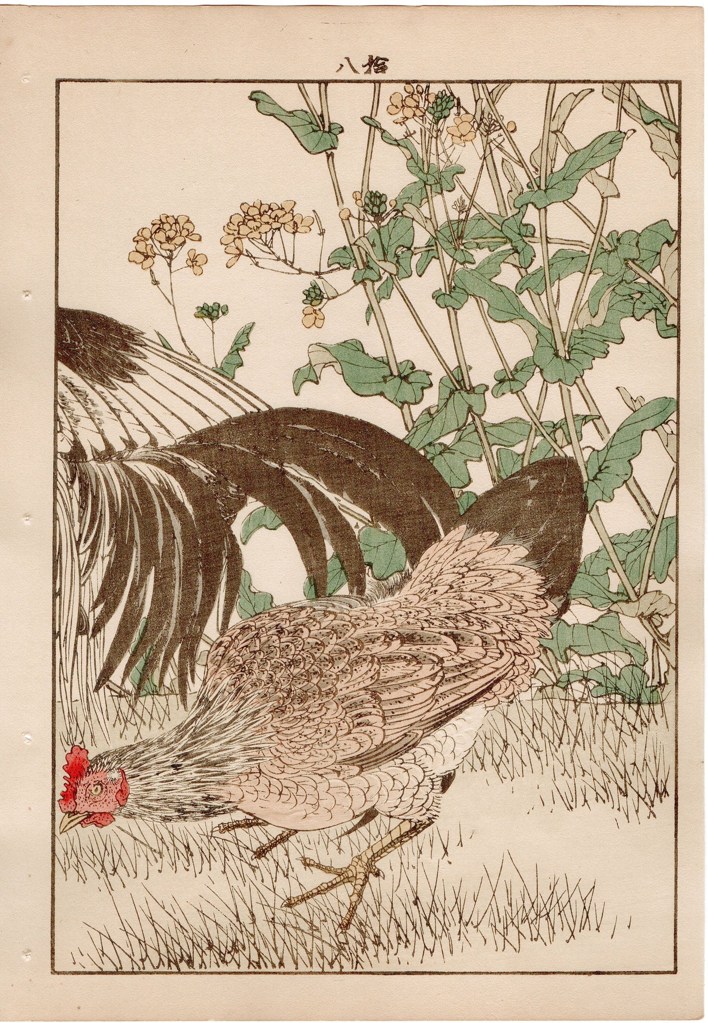 Japanese Antique Original Woodcut Print, 1892, Imao Keinen, " Rapeseeds (Aburana), Roosters (Niwatori) "