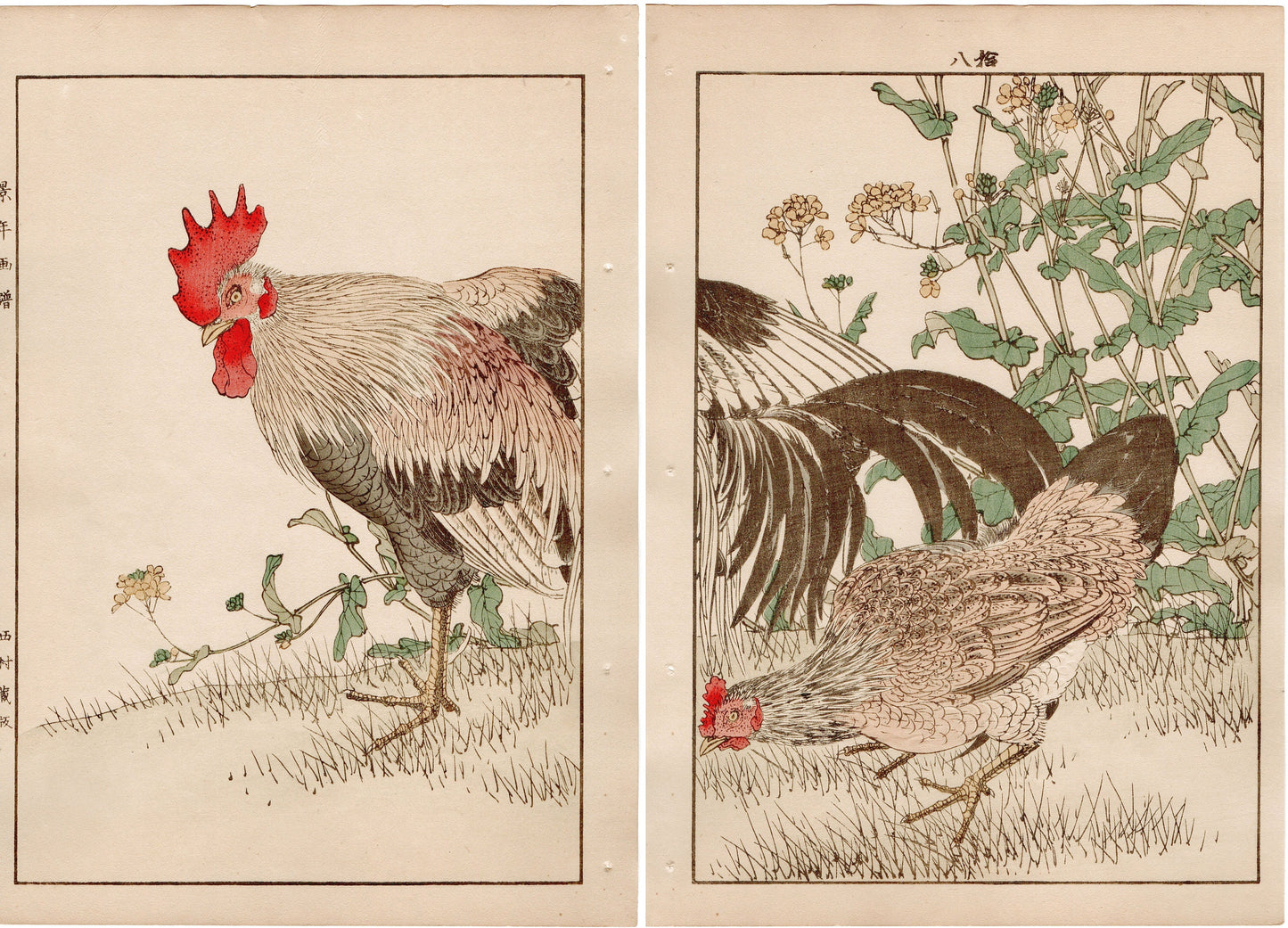 Japanese Antique Original Woodcut Print, 1892, Imao Keinen, " Rapeseeds (Aburana), Roosters (Niwatori) "