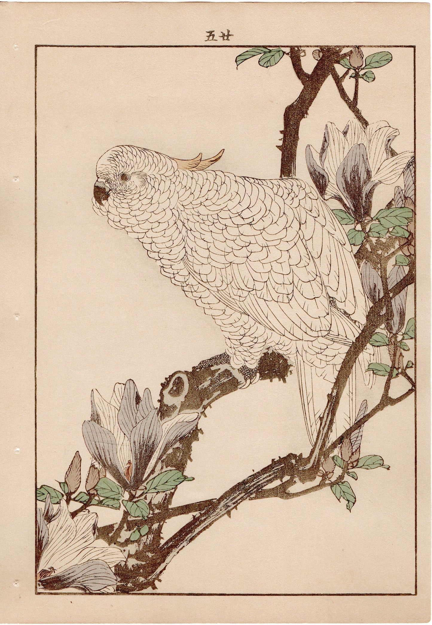 Japanese Antique Original Woodcut Print, 1892, Imao Keinen, " Lily Magnolia (Shimokuren), Yellow-crested Cockatoo (Kobatan) "