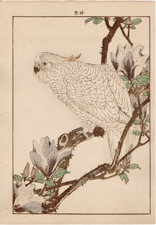 Japanese Antique Original Woodcut Print, 1892, Imao Keinen, " Lily Magnolia (Shimokuren), Yellow-crested Cockatoo (Kobatan) "